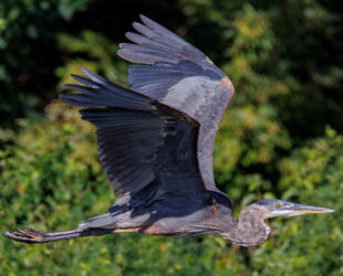 Jayson Alder (7.30.22) Green Heron in flight