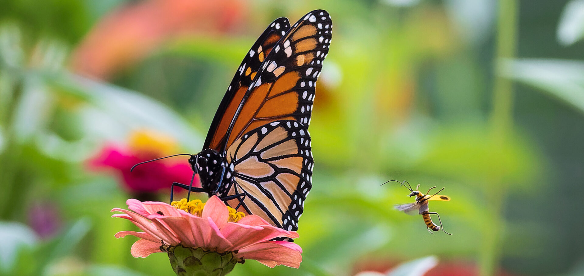 Uncommon Delights for Gardeners, Birds and Butterflies