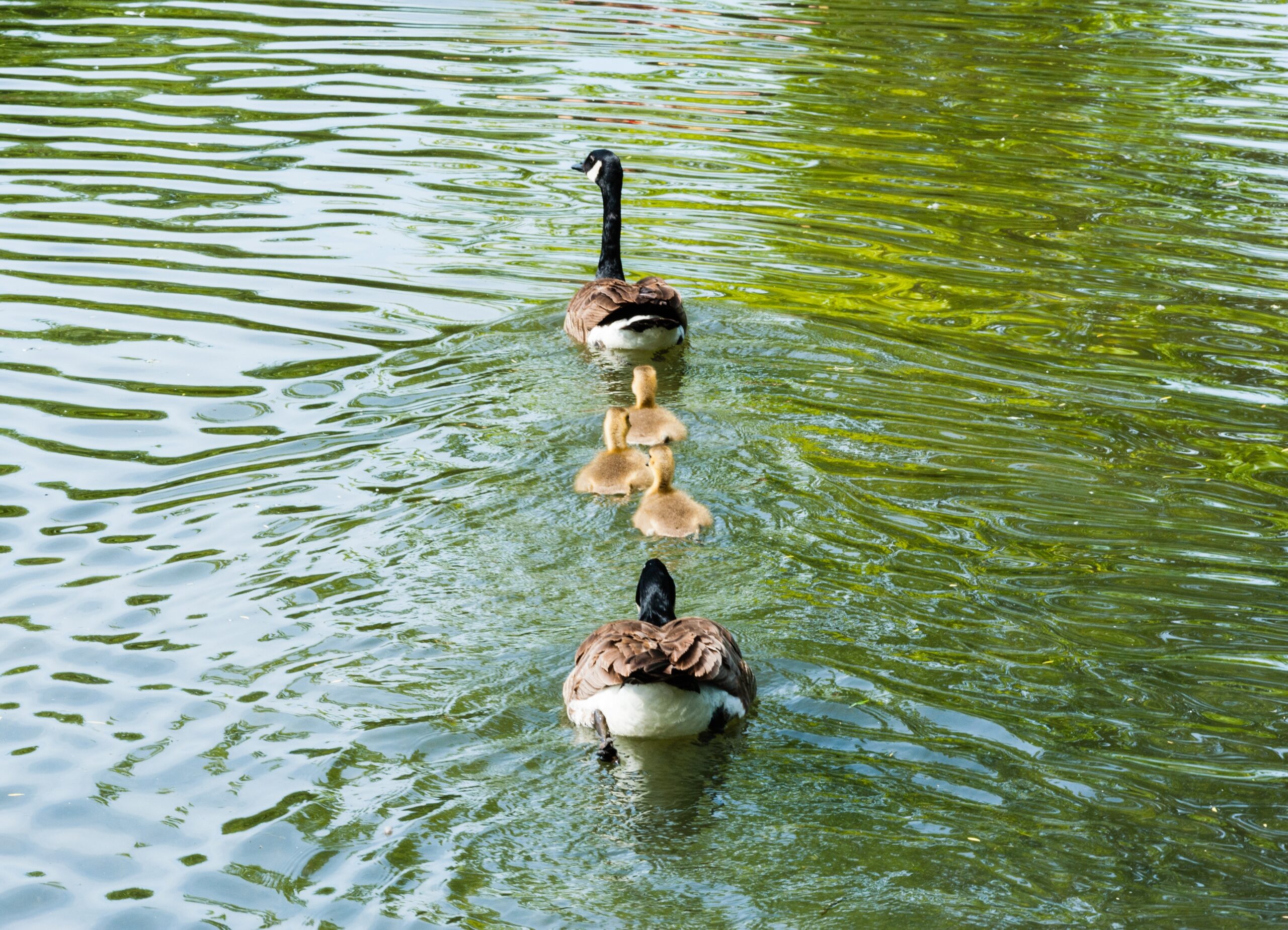 Family,Of,Two,Adult,Canada,Geese,And,Three,Goslings,Swimming