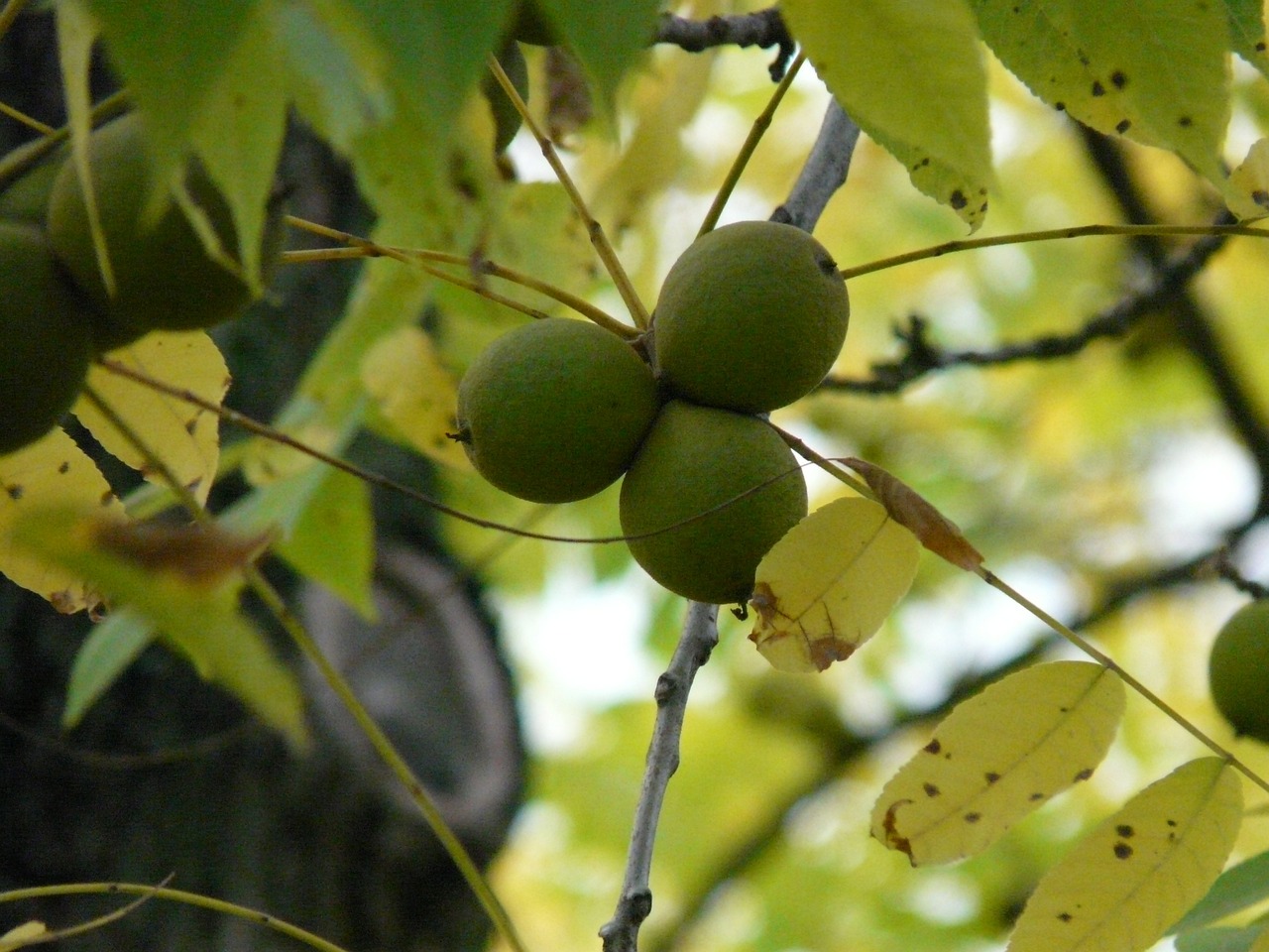 fruit, black walnut, tree-61602.jpg