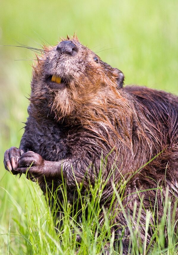 beaver, pond, wildlife-1528947.jpg